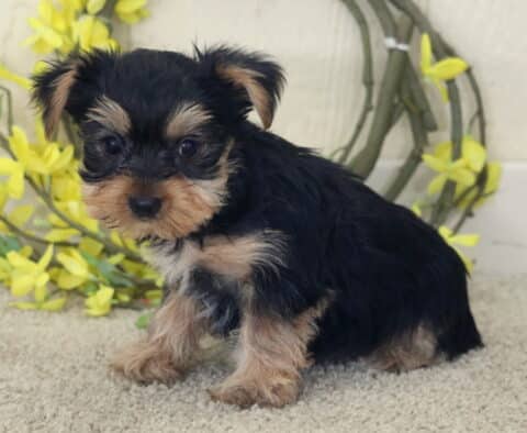 Black and tan Yorkshire Terrier puppy sitting on a soft light carpet, fluffy coat with silver and tan markings on the face and legs, posed in front of a rustic wreath decorated with bright yellow flowers, gazing gently toward the camera.