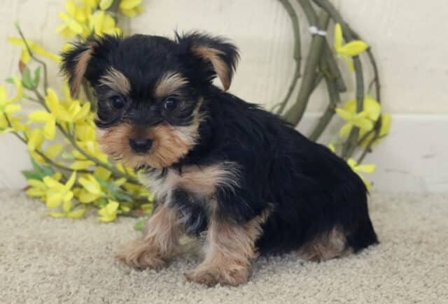 Black and tan Yorkshire Terrier puppy sitting on a soft light carpet, fluffy coat with silver and tan markings on the face and legs, posed in front of a rustic wreath decorated with bright yellow flowers, gazing gently toward the camera. image