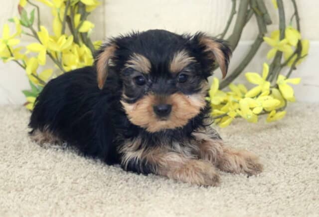 Black and tan Yorkshire Terrier puppy lying on a soft beige carpet, tiny paws stretched forward, silky coat with tan eyebrows and muzzle, posed in front of a decorative vine wreath with bright yellow flowers, looking sweetly toward the camera. image