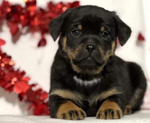 Jeff Mini Rottweiler