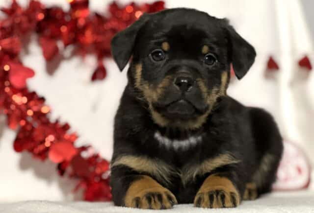 Jeff Mini Rottweiler image