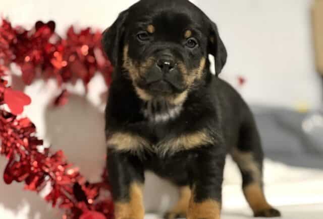 Jeff Mini Rottweiler3 image