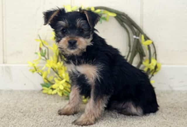 Black and tan Yorkshire Terrier puppy sitting on a soft light carpet, fluffy coat with silver and tan highlights on the face and legs, posed in front of a rustic wreath decorated with bright yellow flowers, looking sweetly toward the camera. image
