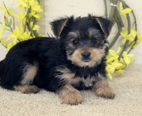 Black and tan Yorkshire Terrier puppy lying on a soft light carpet, fluffy coat with silver and tan accents on the face and paws, posed in front of a rustic wreath decorated with bright yellow flowers, gazing gently toward the camera.