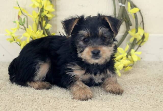 Black and tan Yorkshire Terrier puppy lying on a soft light carpet, fluffy coat with silver and tan accents on the face and paws, posed in front of a rustic wreath decorated with bright yellow flowers, gazing gently toward the camera. image