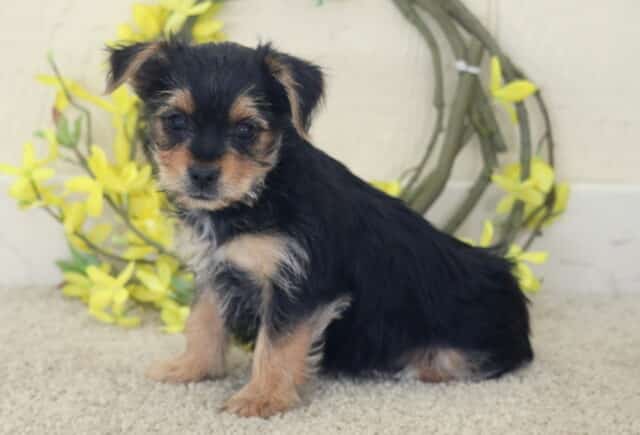 Small black and tan Yorkshire Terrier puppy sitting on a light carpet, soft tan markings on the face and legs, posed in front of a decorative wreath with bright yellow flowers, looking gently toward the camera. image
