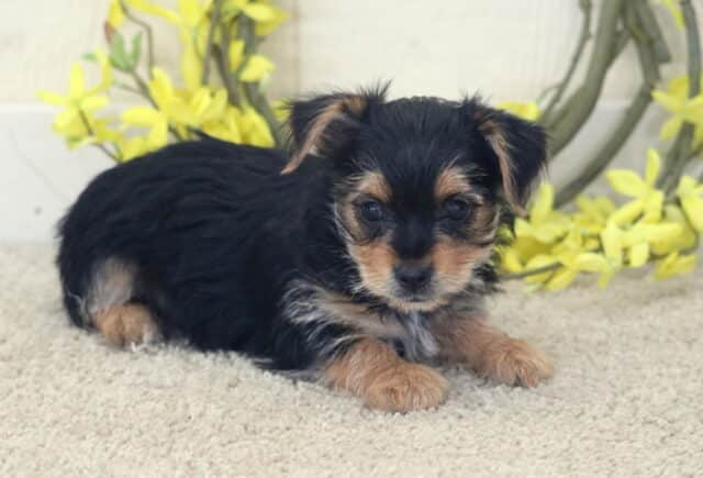 Black and tan Yorkshire Terrier puppy lying on a light carpet, soft tan markings on the face and paws, posed in front of a decorative wreath with bright yellow flowers, gazing gently toward the camera. image