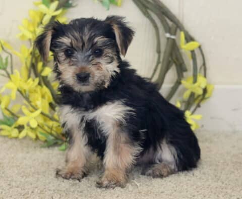 Black and tan Yorkshire Terrier puppy sitting on a soft light carpet, fluffy coat with silver and tan highlights on the face and legs, posed in front of a circular wreath decorated with bright yellow flowers, looking calmly at the camera.