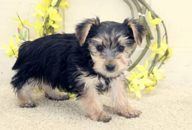 Black and tan Yorkshire Terrier puppy standing on a soft light carpet, fluffy coat with silver and tan accents on the face and legs, posed in front of a rustic wreath decorated with bright yellow flowers, looking curiously toward the camera. image
