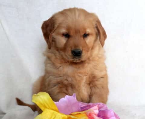 Jessie Golden Retriever