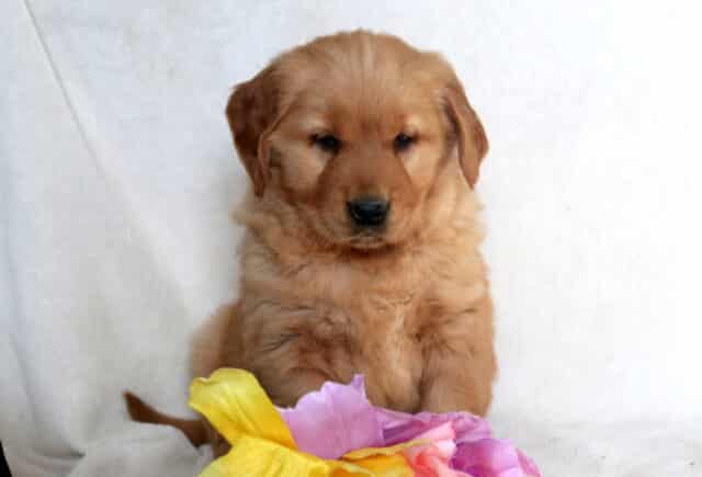 Jessie Golden Retriever image