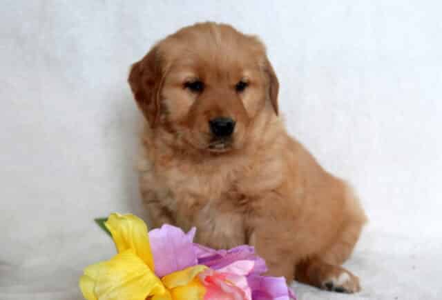 Jessie Golden Retriever2 image