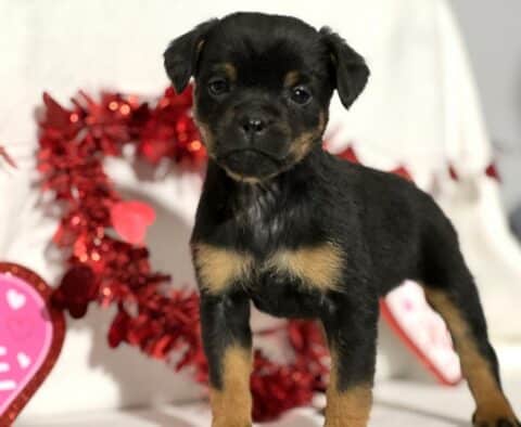 Jett Mini Rottweiler