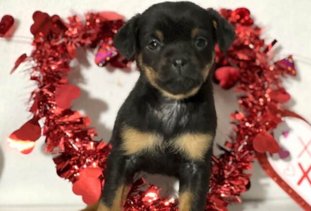 Jett Mini Rottweiler2 image