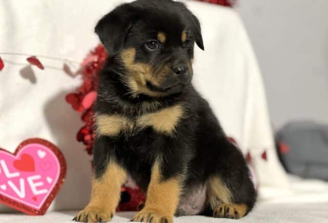 Jia Mini Rottweiler2 image