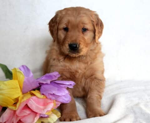 Joey Golden Retriever