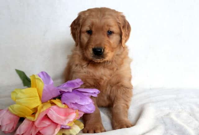 Joey Golden Retriever image
