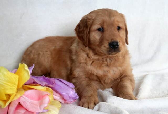 Joey Golden Retriever2 image