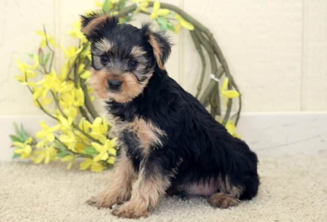 Black and tan Yorkshire Terrier puppy sitting on a soft light carpet, fluffy coat with silver and tan markings on the face and legs, posed in front of a rustic wreath decorated with bright yellow flowers, looking gently toward the camera. image