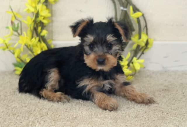 Black and tan Yorkshire Terrier puppy lying on a soft light carpet, fluffy coat with silver and tan markings on the face and paws, posed in front of a rustic wreath decorated with bright yellow flowers, looking sweetly toward the camera. image