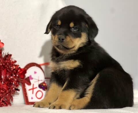 Johnny Mini Rottweiler