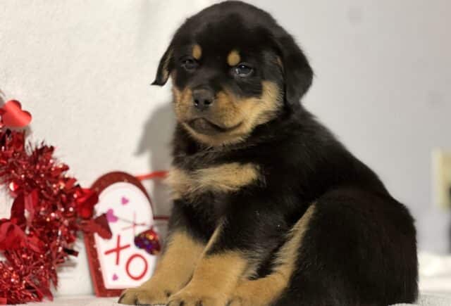 Johnny Mini Rottweiler image