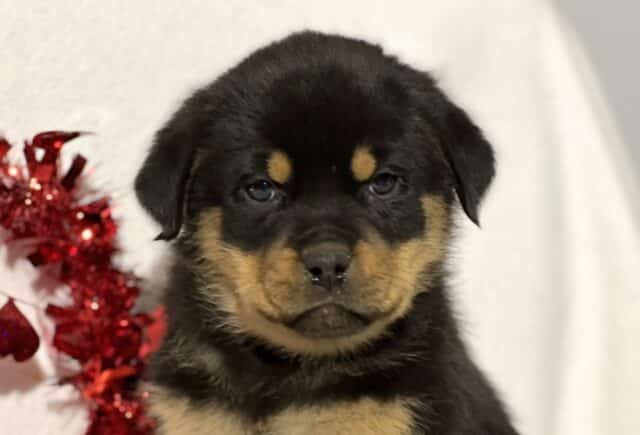 Johnny Mini Rottweiler2 image