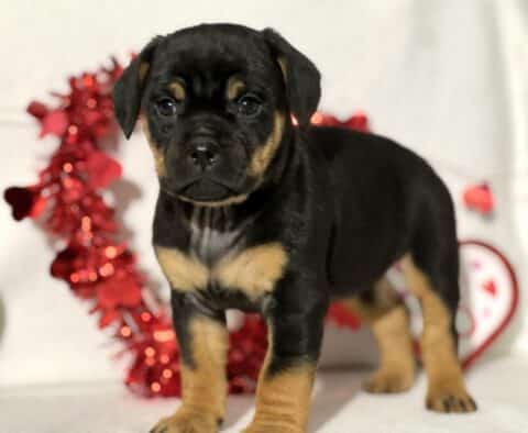 Joseph Mini Rottweiler