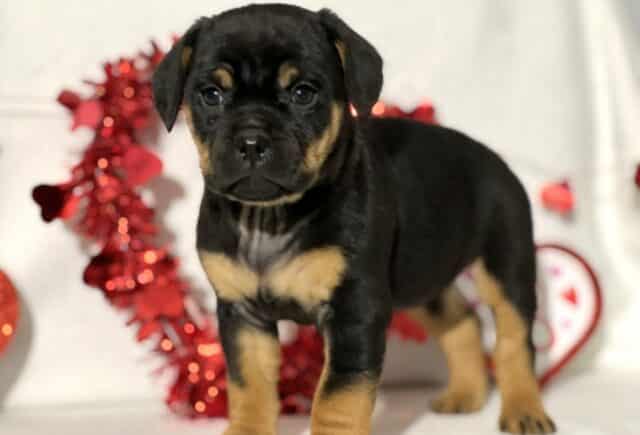 Joseph Mini Rottweiler image
