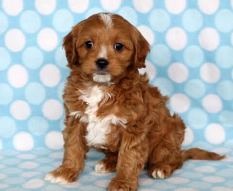 Lenny Cavapoo