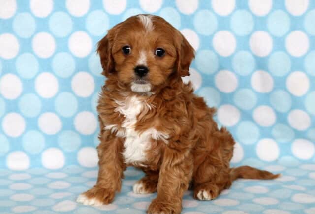 Lenny Cavapoo image