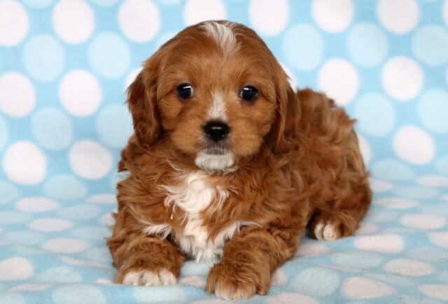 Lenny Cavapoo2 image