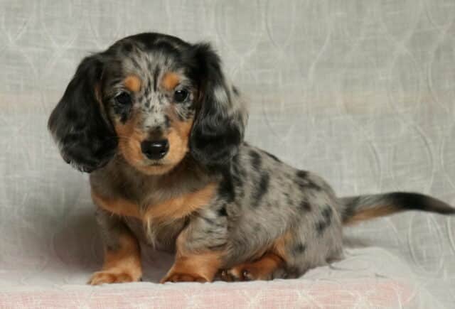 Lex Mini Dachshund2 image