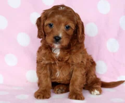 Lila Cavapoo
