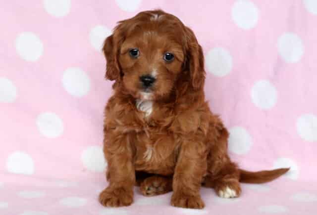 Lila Cavapoo image