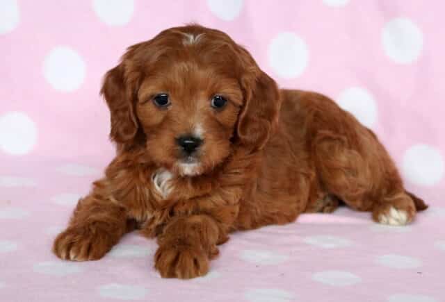 Lila Cavapoo2 image