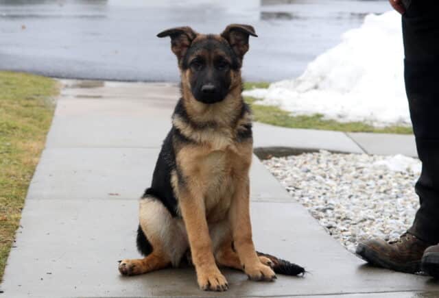 Black and tan German Shepherd puppy sitting on a concrete sidewalk outdoors, ears perked and looking alert toward the camera, with patches of snow and a person standing nearby. image