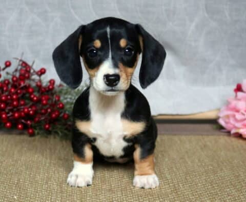 Lola Mini Dachshund2