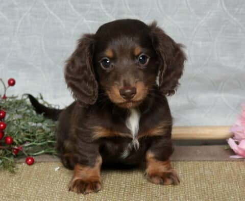 Louie Mini Dachshund