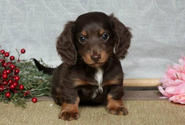 Louie Mini Dachshund image