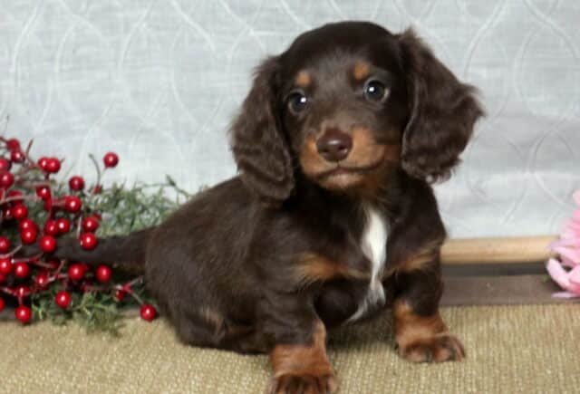 Louie Mini Dachshund2 image