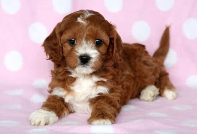 Love Cavapoo2 image