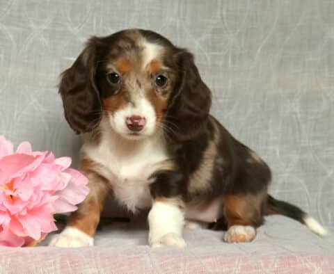 Lovey Mini Dachshund