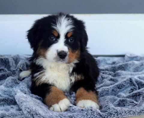 Macy Bernese