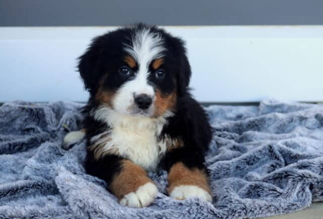 Macy Bernese image