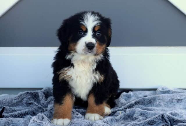 Macy Bernese2 image