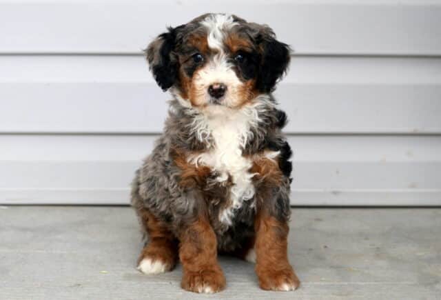 Maddox Mini Bernedoodle image