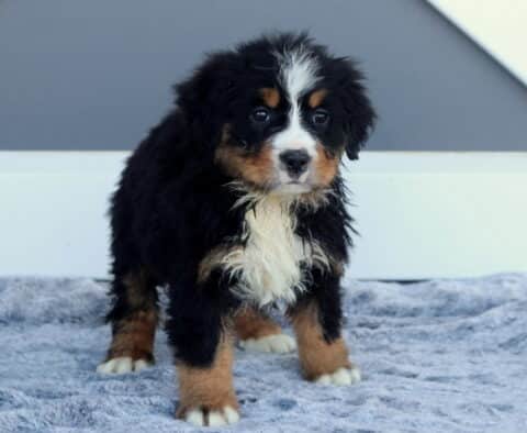 Maggie Bernese
