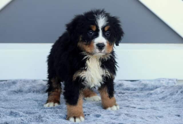 Maggie Bernese image
