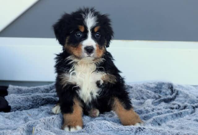 Maggie Bernese2 image